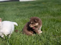 Reed, a male Siberian Husky for sale in Coshocton, OH – Photo 7 of 8
