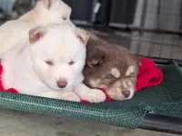 Reed, a male Siberian Husky for sale in Coshocton, OH – Photo 4 of 8