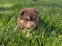 Reed, a male Siberian Husky for sale in Coshocton, OH – Photo 6 of 8