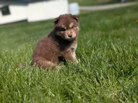 Reed, a male Siberian Husky for sale in Coshocton, OH – Photo 1 of 8