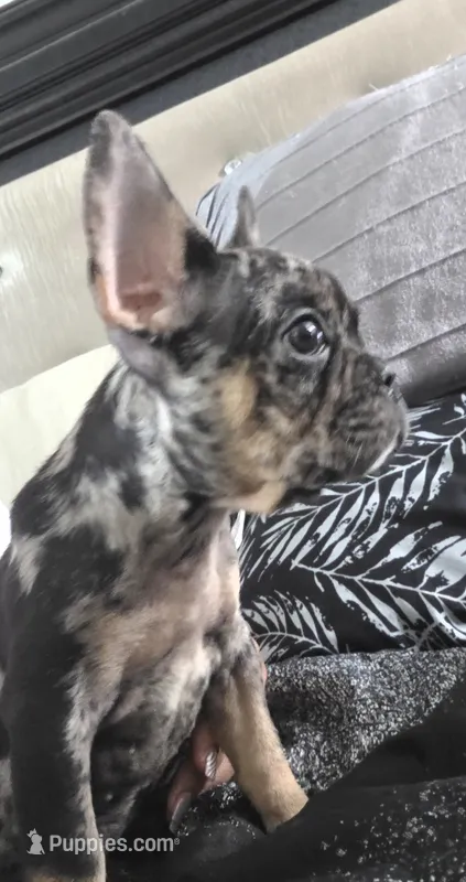 Mr. Biggz – French Bulldog puppy for sale in Chesapeake, VA