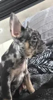 Mr. Biggz, a male French Bulldog for sale in Chesapeake, VA – 1 of 2