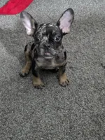 Mr. Biggz, a male French Bulldog for sale in Chesapeake, VA – 2 of 2