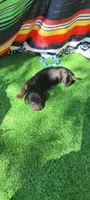 River, a male Miniature Dachshund for sale in Chickamauga, GA – 5 of 7