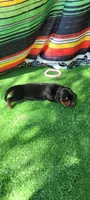 Lily, a female Miniature Dachshund for sale in Chickamauga, GA – 4 of 6