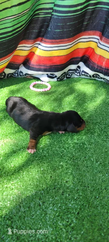 Lily – Miniature Dachshund puppy for sale in Chickamauga, GA