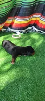 Lily, a female Miniature Dachshund for sale in Chickamauga, GA – 1 of 6