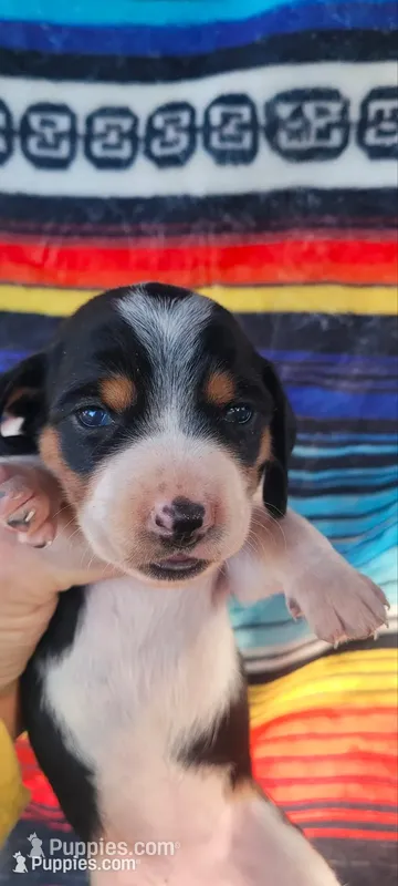 Rose – Miniature Dachshund puppy for sale in Chickamauga, GA