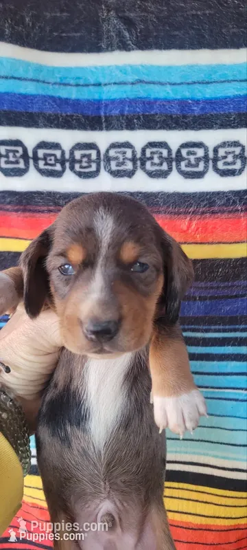 Canyon – Miniature Dachshund puppy for sale in Chickamauga, GA