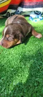 Canyon, a male Miniature Dachshund for sale in Chickamauga, GA – 7 of 9