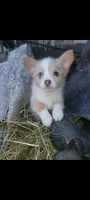 Christmas Puppies, a  Pembroke Welsh Corgi and Toy Australian Shepherd for sale in Chickamauga, GA – 5 of 10