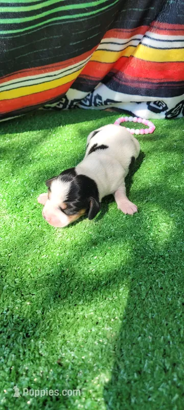 Petunia  – Miniature Dachshund puppy for sale in Chickamauga, GA