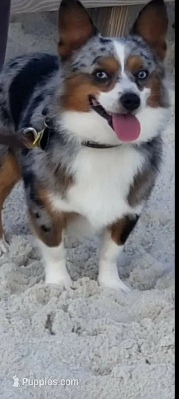 Christmas Puppies – Pembroke Welsh Corgi, Toy Australian Shepherd puppy for sale in Chickamauga, GA