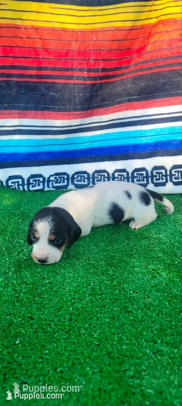 Petunia  – Miniature Dachshund puppy for sale in Chickamauga, GA