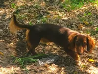 Christmas Puppies, a  Miniature Dachshund for sale in Chickamauga, GA – 2 of 3