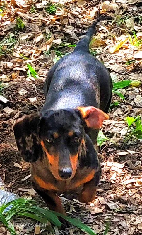 Christmas Puppies – Miniature Dachshund puppy for sale in Chickamauga, GA