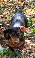 Christmas Puppies, a  Miniature Dachshund for sale in Chickamauga, GA – 3 of 3