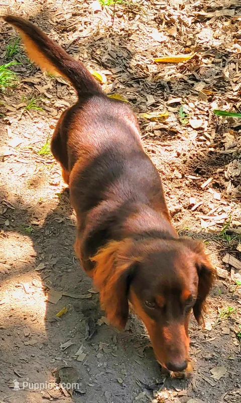 Coming Christmas  – Miniature Dachshund puppy for sale in Chickamauga, GA