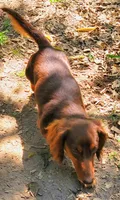 Coming Christmas , a  Miniature Dachshund for sale in Chickamauga, GA – 3 of 3