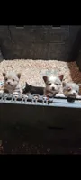 Christmas Puppies, a  Pembroke Welsh Corgi and Toy Australian Shepherd for sale in Chickamauga, GA – 10 of 10