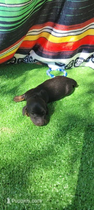 River – Miniature Dachshund puppy for sale in Chickamauga, GA