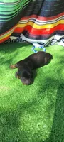 River, a male Miniature Dachshund for sale in Chickamauga, GA – 1 of 7