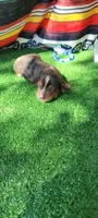 Canyon, a male Miniature Dachshund for sale in Chickamauga, GA – 6 of 9