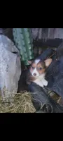 Christmas Puppies, a  Pembroke Welsh Corgi and Toy Australian Shepherd for sale in Chickamauga, GA – 4 of 10
