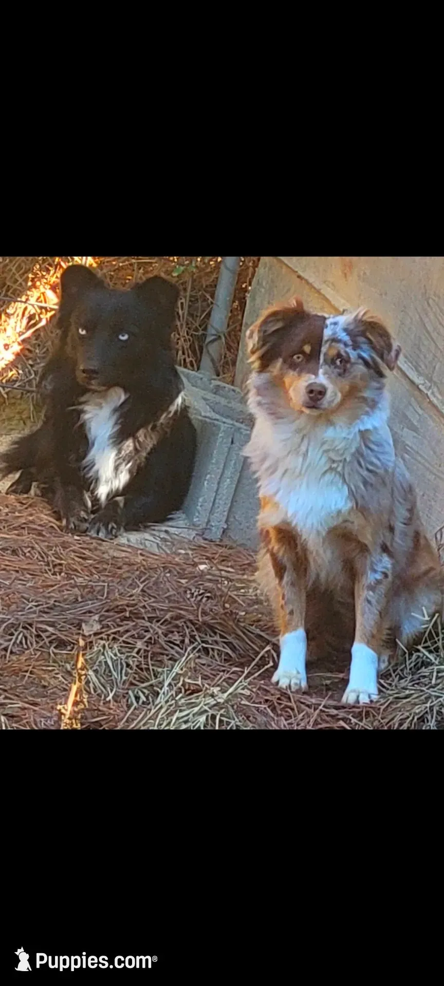 PUPPIES ARE HERE! 🐾🐾🐾🐾💙💙, a male Miniature American Shepherd for sale in Chickamauga, GA – 1 of 4