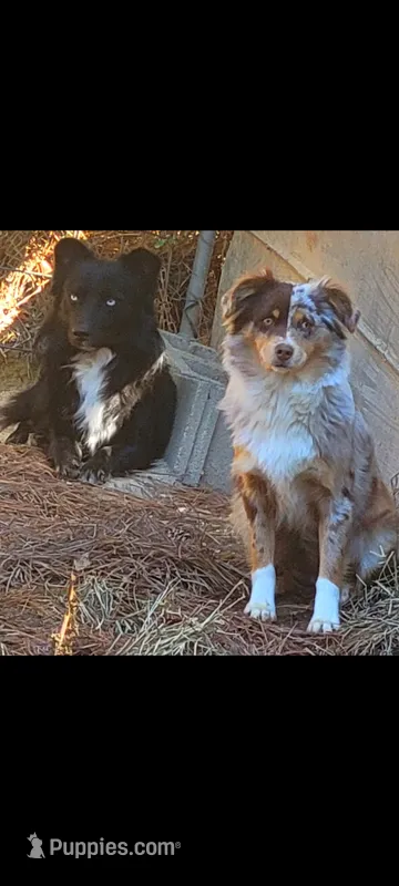 Christmas Puppies  – Miniature American Shepherd puppy for sale in Chickamauga, GA