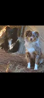 Christmas Puppies , a  Miniature American Shepherd for sale in Chickamauga, GA – 1 of 4