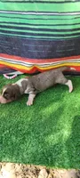 Daisy, a female Miniature Dachshund for sale in Chickamauga, GA – 3 of 10