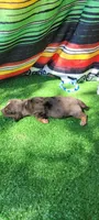 Canyon, a male Miniature Dachshund for sale in Chickamauga, GA – 8 of 9