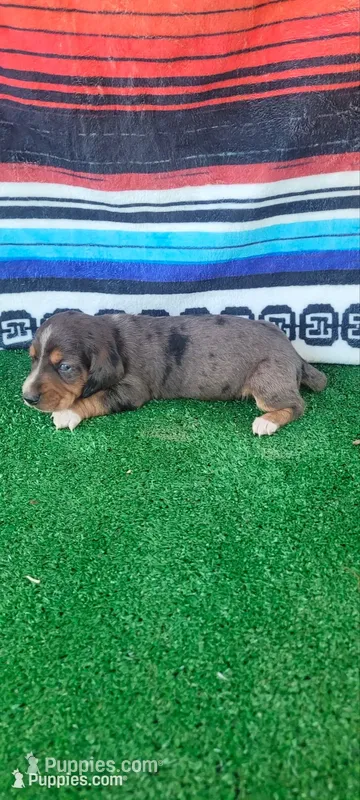 Canyon – Miniature Dachshund puppy for sale in Chickamauga, GA