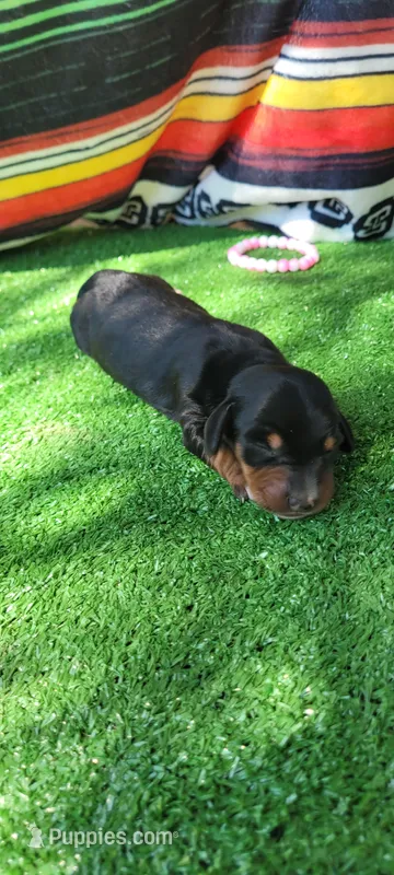 Lily – Miniature Dachshund puppy for sale in Chickamauga, GA