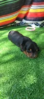 Lily, a female Miniature Dachshund for sale in Chickamauga, GA – 2 of 6