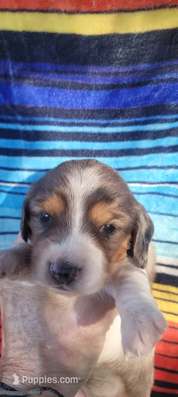 Daisy – Miniature Dachshund puppy for sale in Chickamauga, GA