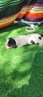 Petunia , a female Miniature Dachshund for sale in Chickamauga, GA – 6 of 6