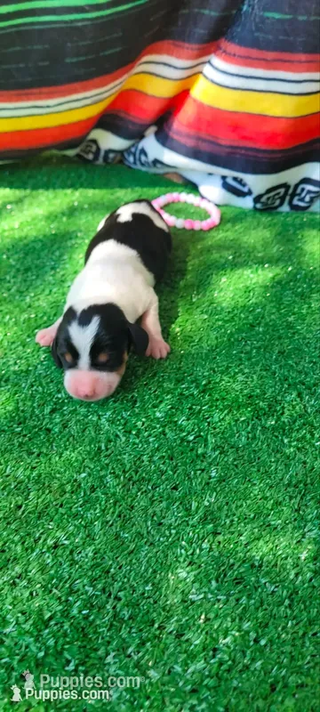 Rose – Miniature Dachshund puppy for sale in Chickamauga, GA