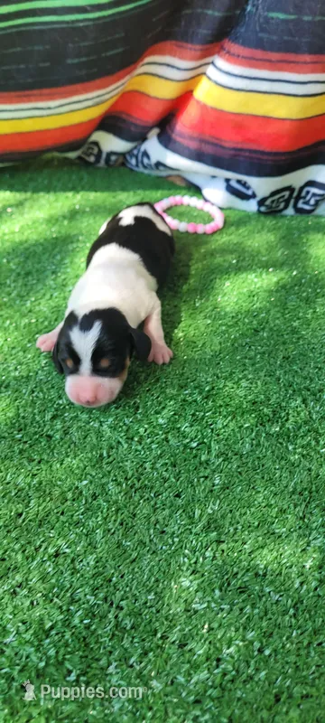 Rose – Miniature Dachshund puppy for sale in Chickamauga, GA