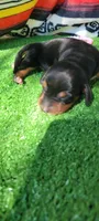 Lily, a female Miniature Dachshund for sale in Chickamauga, GA – 6 of 6