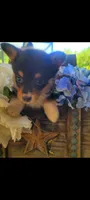 Christmas Puppies, a  Pembroke Welsh Corgi and Toy Australian Shepherd for sale in Chickamauga, GA – 8 of 10