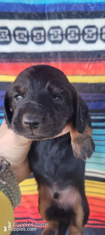 River – Miniature Dachshund puppy for sale in Chickamauga, GA
