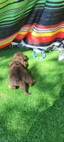 Canyon, a male Miniature Dachshund for sale in Chickamauga, GA – 3 of 9