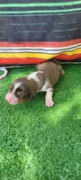 Daisy, a female Miniature Dachshund for sale in Chickamauga, GA – 1 of 10