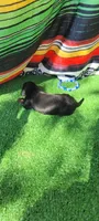 River, a male Miniature Dachshund for sale in Chickamauga, GA – 6 of 7