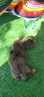 Canyon, a male Miniature Dachshund for sale in Chickamauga, GA – 9 of 9