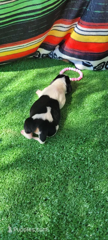 Rose – Miniature Dachshund puppy for sale in Chickamauga, GA