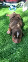 Canyon, a male Miniature Dachshund for sale in Chickamauga, GA – 5 of 9