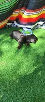 River, a male Miniature Dachshund for sale in Chickamauga, GA – 2 of 7